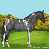 Horse Color:Blue Roan Tobiano