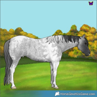 Horse Color:Blue Roan Tobiano 