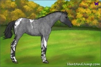 Horse Color:Blue Roan Tobiano 