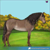 Horse Color:Liver Red Dun 