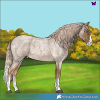 Horse Color:Chocolate Palomino Roan Splash 