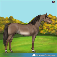 Horse Color:Liver Red Dun