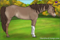 Horse Color:Liver Red Dun 