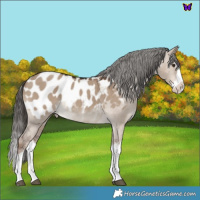 Horse Color:Liver Red Dun Splash Near Leopard 
