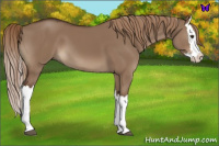Horse Color:Liver Red Dun Splash 