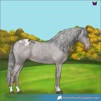 Horse Color:Liver Chestnut Mushroom Appaloosa 