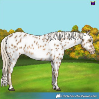 Horse Color:Chocolate Palomino Mushroom Near Leopard 