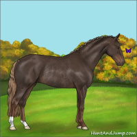 Horse Color:Liver Chestnut Rabicano 