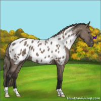 Horse Color:Liver Red Dun Mushroom Appaloosa 