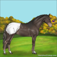 Horse Color:Liver Chestnut Mushroom Snowcap 