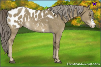 Horse Color:Chocolate Palomino Dun Mushroom Appaloosa 