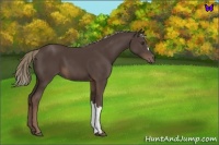 Horse Color:Liver Chestnut Mushroom 
