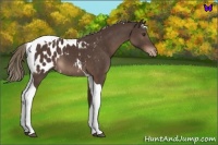 Horse Color:Liver Chestnut Mushroom Tobiano Appaloosa