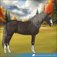 Horse Color:Liver Chestnut Mushroom 
