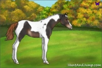 Horse Color:Liver Chestnut Tobiano