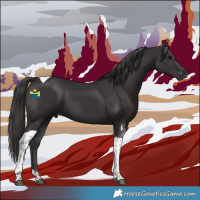 Horse Color:Smoky Black Tobiano 