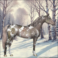 Horse Color:Platinum White Spotted Liver Chestnut Rabicano 