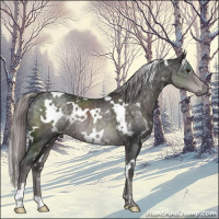 Horse Color:Platinum White Spotted Chocolate Palomino 