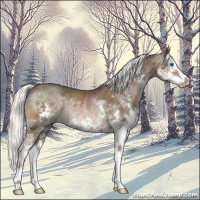 Horse Color:Liver Chestnut Mushroom Sabino Splash Rabicano 