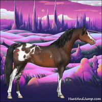 Horse Color:White Spotted Brown Appaloosa 
