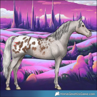 Horse Color:Silver Black Appaloosa 