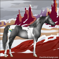 Horse Color:Gray Black Tobiano 