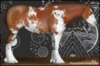 Horse Color:Bay Sabino Rabicano 