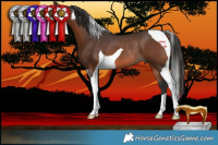 Horse Color:Brown Tobiano Rabicano 