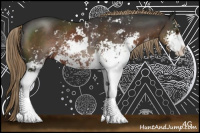 Horse Color:Liver Chestnut Sabino Rabicano 