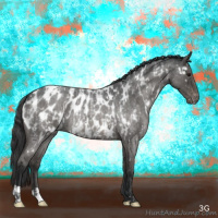 Horse Color:Brown Roan Dun Appaloosa  and Grullo Roan Appaloosa 