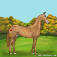 Horse Color:Gray Gold Champagne