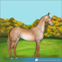 Horse Color:Gray Gold Champagne 