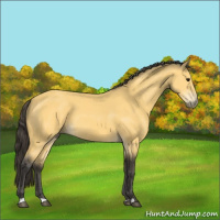 Horse Color:Buckskin 