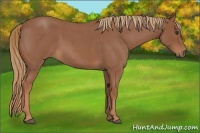 Horse Color:Red Roan 