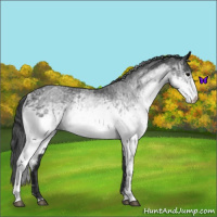 Horse Color:White Spotted Blue Roan Rabicano  and Gray White Spotted Blue Roan Rabicano 