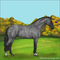 Horse Color:Blue Roan 