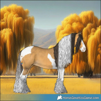 Horse Color:Buckskin Splash Tobiano 