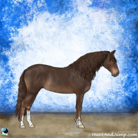 Horse Color:Liver Chestnut Sabino Rabicano 