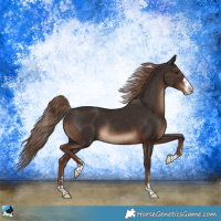 Horse Color:Liver Chestnut Rabicano 