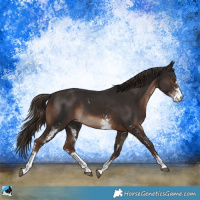 Horse Color:Liver Chestnut Sabino Rabicano 