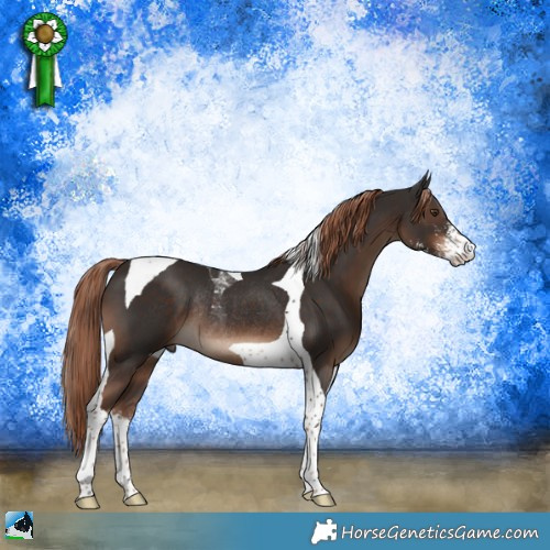 Horse Color:Liver Chestnut Sabino Tobiano Rabicano 