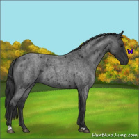 Horse Color:Blue Roan 