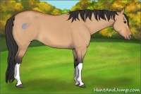 Horse Color:Bay Dun 