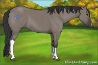 Horse Color:Grullo 