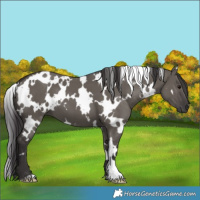 Horse Color:Platinum White Spotted Smoky Grullo 