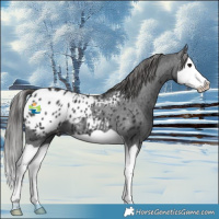 Horse Color:Black Splash Appaloosa 
