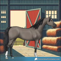 Horse Color:Grullo 