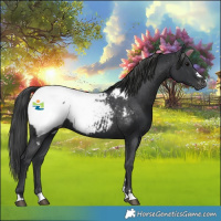 Horse Color:Black Appaloosa Rabicano 