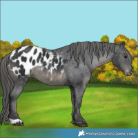 Horse Color:Black Appaloosa 
