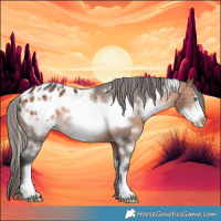 Horse Color:White Spotted Bay Frame Appaloosa